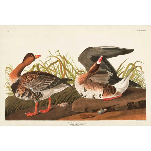 Pl 286 White-fronted Goose White Modern Wood Framed Art Print by Audubon, John James