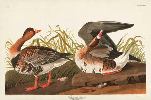 Pl 286 White-fronted Goose White Modern Wood Framed Art Print with Double Matting by Audubon, John James