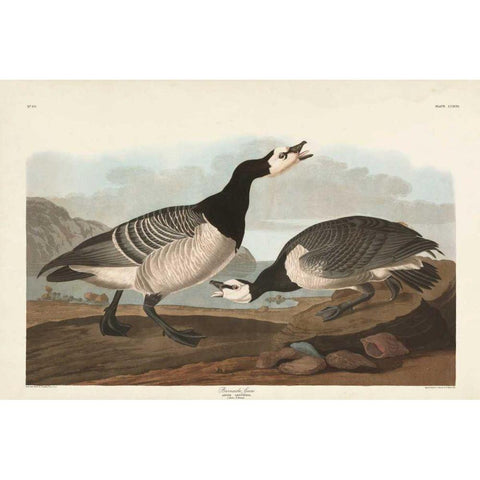 Pl 296 Barnacle Goose Gold Ornate Wood Framed Art Print with Double Matting by Audubon, John James