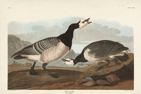 Pl 296 Barnacle Goose White Modern Wood Framed Art Print with Double Matting by Audubon, John James