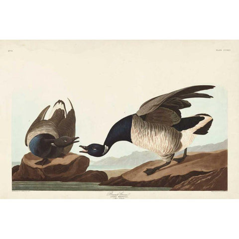 Pl 391 Brant Goose Gold Ornate Wood Framed Art Print with Double Matting by Audubon, John James