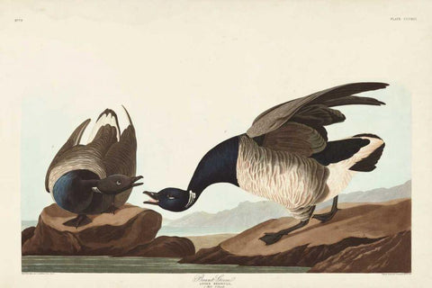 Pl 391 Brant Goose Black Ornate Wood Framed Art Print with Double Matting by Audubon, John James