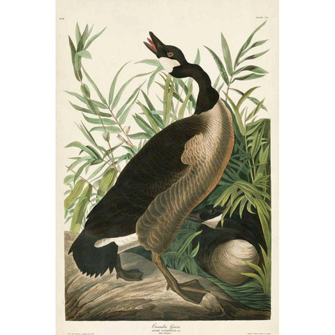 Pl 201 Canada Goose White Modern Wood Framed Art Print by Audubon, John James