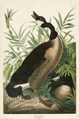 Pl 201 Canada Goose Black Ornate Wood Framed Art Print with Double Matting by Audubon, John James