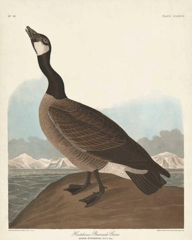 Pl 277 Hutchinss Barnacle Goose Black Ornate Wood Framed Art Print with Double Matting by Audubon, John James