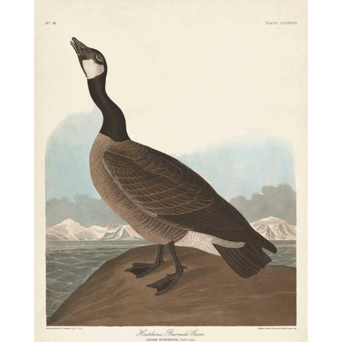 Pl 277 Hutchinss Barnacle Goose Black Modern Wood Framed Art Print with Double Matting by Audubon, John James