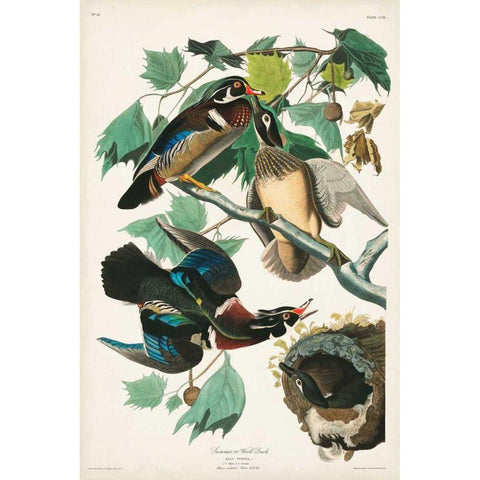 Pl 206 Wood Duck White Modern Wood Framed Art Print by Audubon, John James