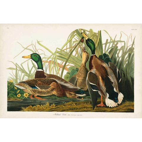 Pl 221 Mallard Duck Gold Ornate Wood Framed Art Print with Double Matting by Audubon, John James