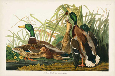 Pl 221 Mallard Duck Black Ornate Wood Framed Art Print with Double Matting by Audubon, John James