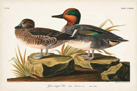 Pl 228 Green-winged Teal White Modern Wood Framed Art Print with Double Matting by Audubon, John James