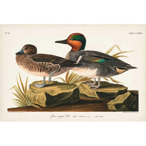 Pl 228 Green-winged Teal Black Modern Wood Framed Art Print with Double Matting by Audubon, John James