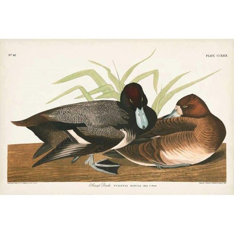 Pl 229 Scaup Duck White Modern Wood Framed Art Print by Audubon, John James