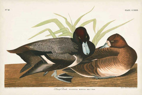 Pl 229 Scaup Duck Black Ornate Wood Framed Art Print with Double Matting by Audubon, John James