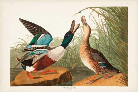 Pl 327 Shoveller Duck Black Ornate Wood Framed Art Print with Double Matting by Audubon, John James