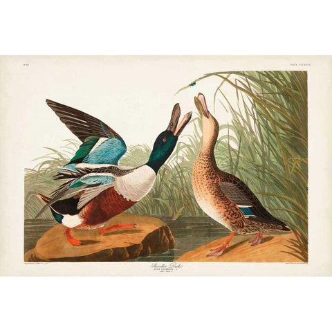 Pl 327 Shoveller Duck Black Modern Wood Framed Art Print with Double Matting by Audubon, John James