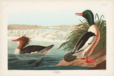 Pl 331 Goosander Duck Black Ornate Wood Framed Art Print with Double Matting by Audubon, John James