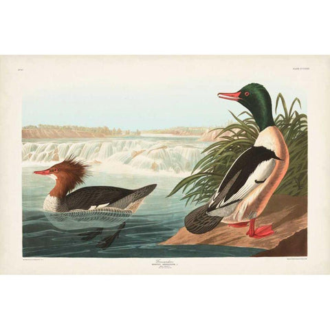 Pl 331 Goosander Duck White Modern Wood Framed Art Print by Audubon, John James