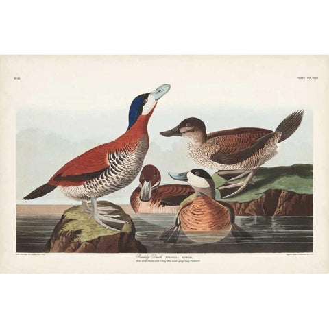 Pl 343 Ruddy Duck White Modern Wood Framed Art Print by Audubon, John James