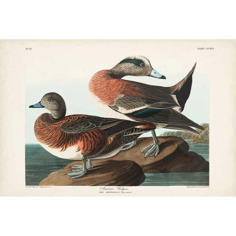 Pl 345 American Widgeon Black Modern Wood Framed Art Print with Double Matting by Audubon, John James