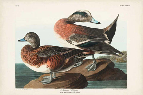 Pl 345 American Widgeon White Modern Wood Framed Art Print with Double Matting by Audubon, John James