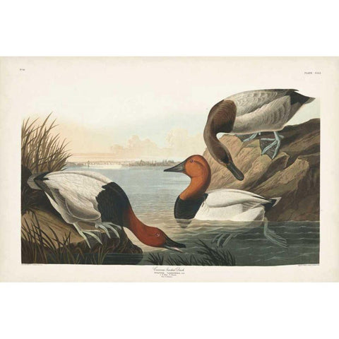 Pl 301 Canvas-backed Duck White Modern Wood Framed Art Print by Audubon, John James