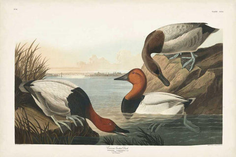 Pl 301 Canvas-backed Duck White Modern Wood Framed Art Print with Double Matting by Audubon, John James