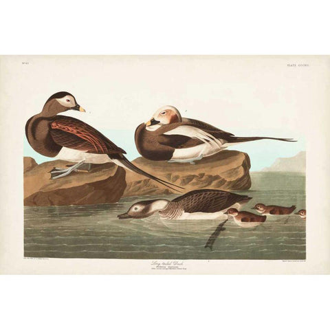 Pl 312 Long-tailed Duck Gold Ornate Wood Framed Art Print with Double Matting by Audubon, John James