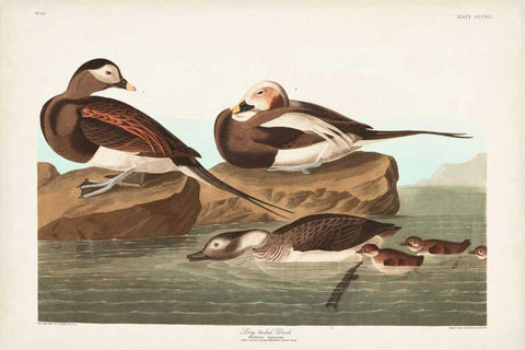 Pl 312 Long-tailed Duck White Modern Wood Framed Art Print with Double Matting by Audubon, John James