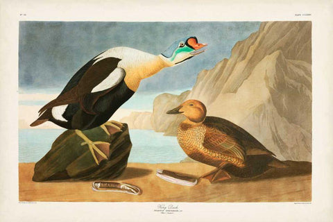 Pl 276 King Duck Black Ornate Wood Framed Art Print with Double Matting by Audubon, John James