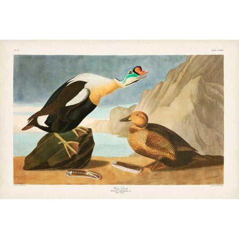 Pl 276 King Duck Gold Ornate Wood Framed Art Print with Double Matting by Audubon, John James