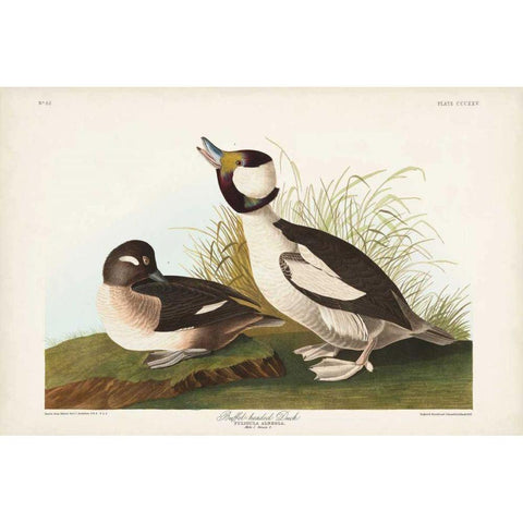 Pl 325 Buffel-headed Duck Gold Ornate Wood Framed Art Print with Double Matting by Audubon, John James