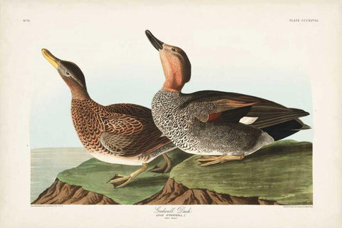 Pl 348 Galdwell Duck Black Ornate Wood Framed Art Print with Double Matting by Audubon, John James