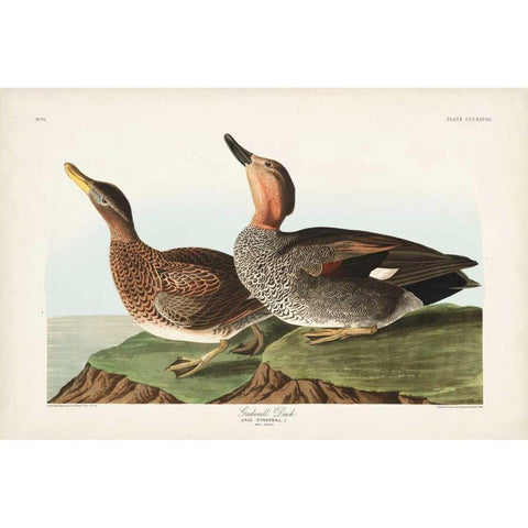 Pl 348 Galdwell Duck Black Modern Wood Framed Art Print with Double Matting by Audubon, John James