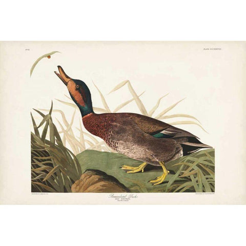 Pl 338 Bemaculated Duck White Modern Wood Framed Art Print by Audubon, John James