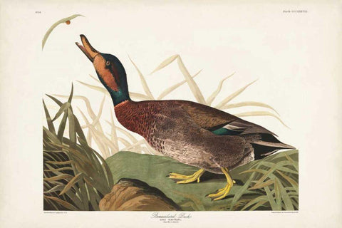 Pl 338 Bemaculated Duck Black Ornate Wood Framed Art Print with Double Matting by Audubon, John James