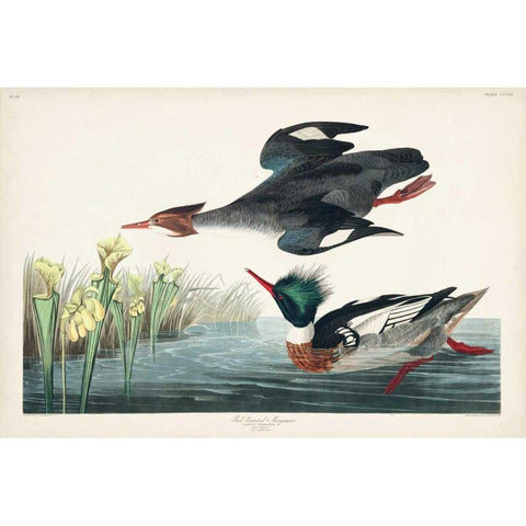 Pl 401 Red-breasted Merganser Duck White Modern Wood Framed Art Print by Audubon, John James