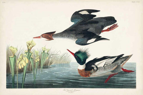 Pl 401 Red-breasted Merganser Duck White Modern Wood Framed Art Print with Double Matting by Audubon, John James