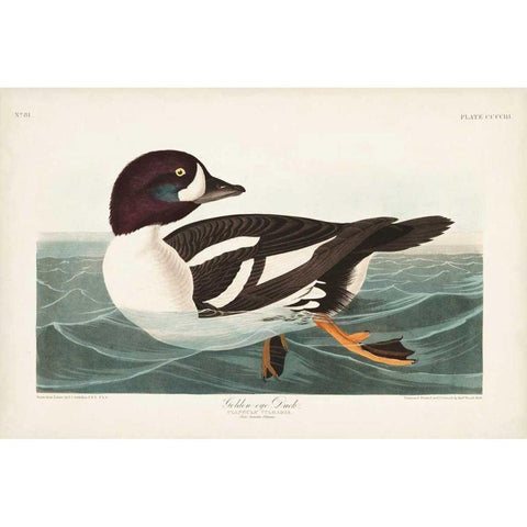 Pl 403 Golden-eye Duck Gold Ornate Wood Framed Art Print with Double Matting by Audubon, John James