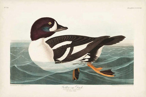 Pl 403 Golden-eye Duck Black Ornate Wood Framed Art Print with Double Matting by Audubon, John James