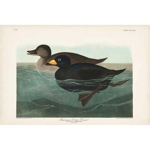 Pl 408 American Scoter Duck Black Modern Wood Framed Art Print with Double Matting by Audubon, John James