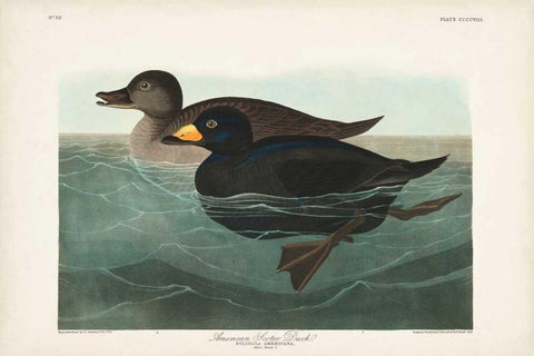 Pl 408 American Scoter Duck Black Ornate Wood Framed Art Print with Double Matting by Audubon, John James