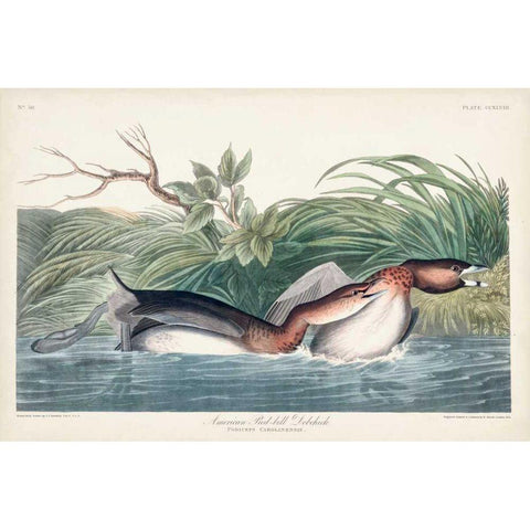 Pl 248 American Pied-bill Duck Gold Ornate Wood Framed Art Print with Double Matting by Audubon, John James