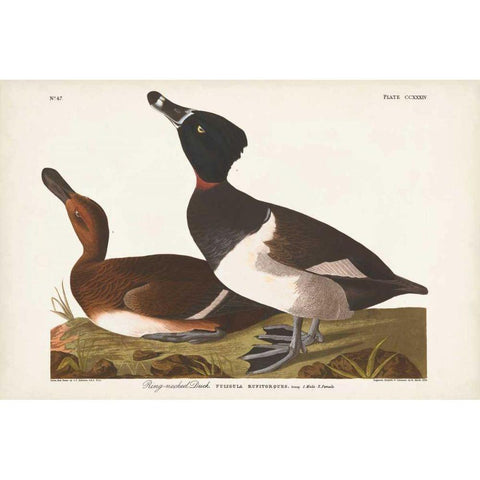 Pl 234 Ring-necked Duck Black Modern Wood Framed Art Print with Double Matting by Audubon, John James