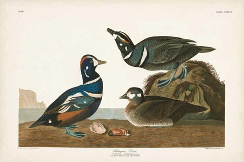 Pl 297 Harlequin Duck Black Ornate Wood Framed Art Print with Double Matting by Audubon, John James