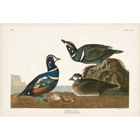 Pl 297 Harlequin Duck Gold Ornate Wood Framed Art Print with Double Matting by Audubon, John James