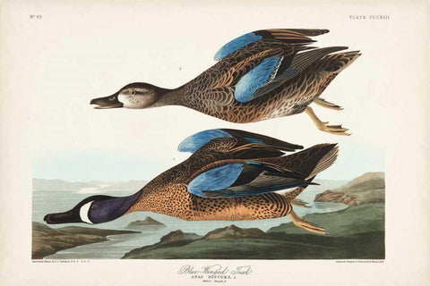 Pl 313 Blue-winged Teal White Modern Wood Framed Art Print with Double Matting by Audubon, John James