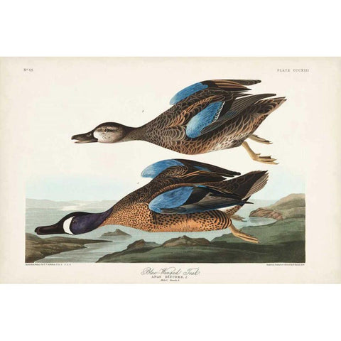 Pl 313 Blue-winged Teal Gold Ornate Wood Framed Art Print with Double Matting by Audubon, John James