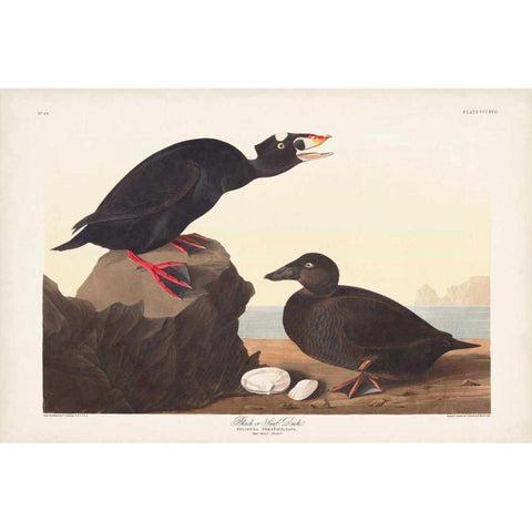 Pl 317 Black or Surf Duck Black Modern Wood Framed Art Print with Double Matting by Audubon, John James