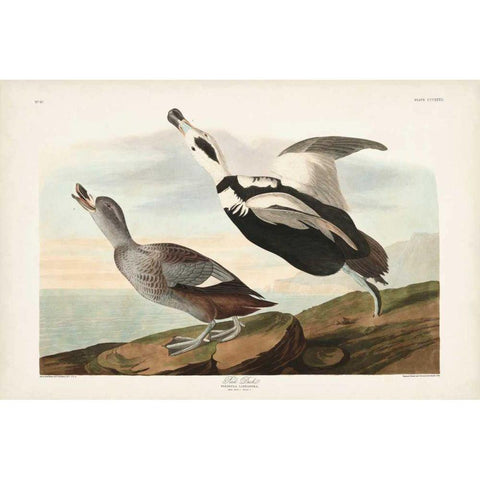 Pl 332 Pied Working Duck Gold Ornate Wood Framed Art Print with Double Matting by Audubon, John James