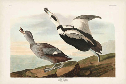 Pl 332 Pied Working Duck Black Ornate Wood Framed Art Print with Double Matting by Audubon, John James